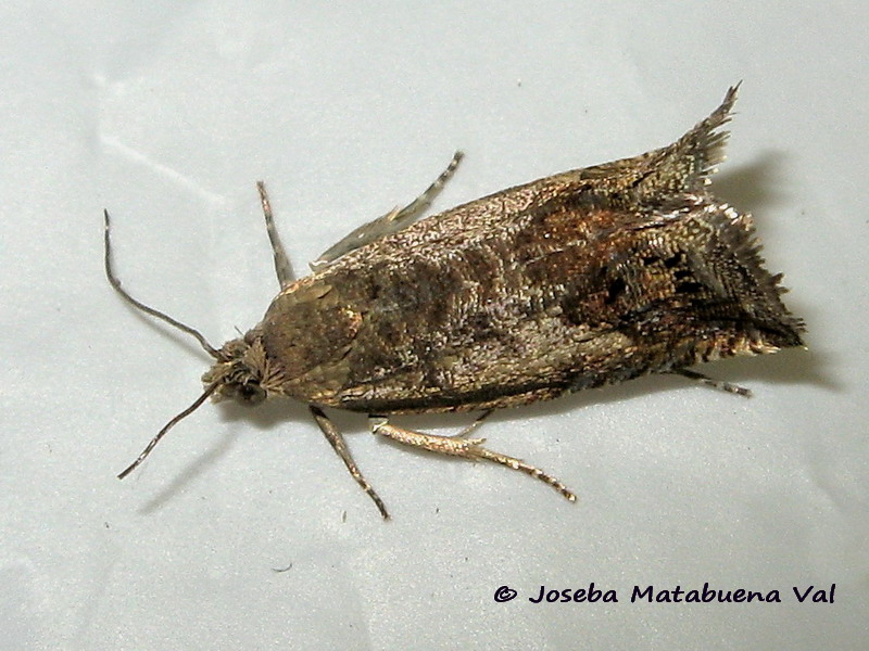 Tortricidae: Cydia sp.